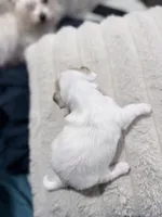 N/A, a male Maltese and Yorkshire Terrier for sale in Philadelphia, PA – Photo 4 of 7