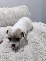 N/A, a male Maltese and Yorkshire Terrier for sale in Philadelphia, PA – Photo 6 of 7