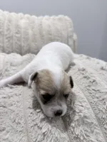 N/A, a male Maltese and Yorkshire Terrier for sale in Philadelphia, PA – Photo 7 of 7