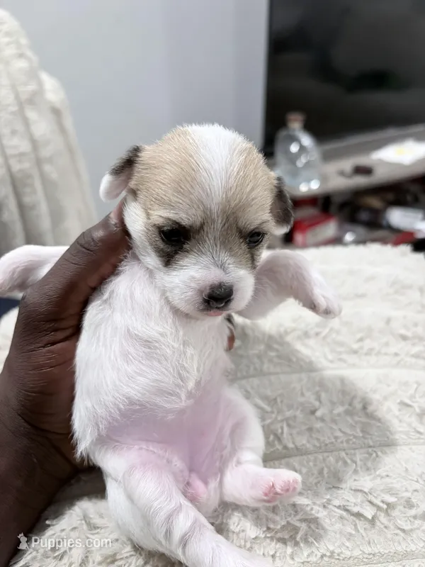 N/A – Maltese, Yorkshire Terrier puppy for sale in Philadelphia, PA