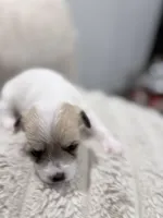 N/A, a male Maltese and Yorkshire Terrier for sale in Philadelphia, PA – Photo 5 of 7