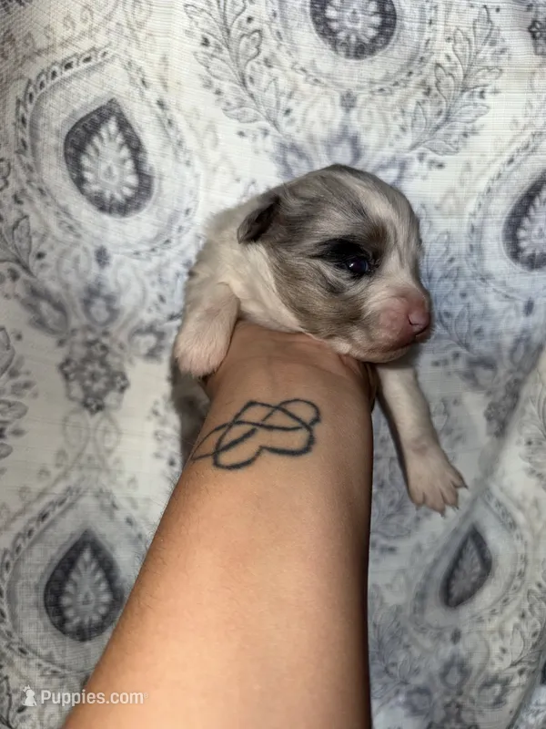 Mabel – Miniature Australian Shepherd puppy for sale in Bolivar, MO
