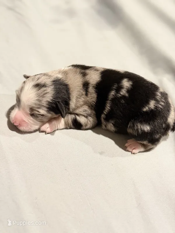 Glitter – Miniature Australian Shepherd puppy for sale in Bolivar, MO