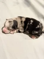 Glitter, a female Miniature Australian Shepherd for sale in Bolivar, MO – 1 of 3