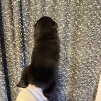 Tron, a male Miniature Australian Shepherd for sale in Bolivar, MO – Photo 4 of 4