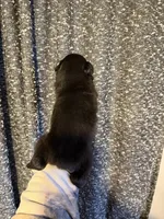 Tron, a male Miniature Australian Shepherd for sale in Bolivar, MO – Photo 2 of 2