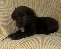 Tron, a male Miniature Australian Shepherd for sale in Bolivar, MO – Photo 2 of 4