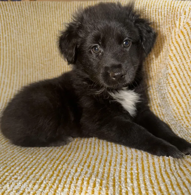 Tron – Miniature Australian Shepherd puppy for sale in Bolivar, MO