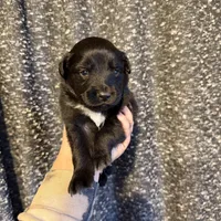 Tron, a male Miniature Australian Shepherd for sale in Bolivar, MO – Photo 3 of 4