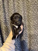 Tron, a male Miniature Australian Shepherd for sale in Bolivar, MO – Photo 1 of 2