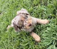 Rosey, a female Miniature Australian Shepherd for sale in Bolivar, MO – 3 of 3