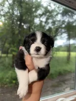 Sparkles, a female Miniature Australian Shepherd for sale in Bolivar, MO – 4 of 4