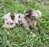 Rosey, a female Miniature Australian Shepherd for sale in Bolivar, MO – 2 of 3