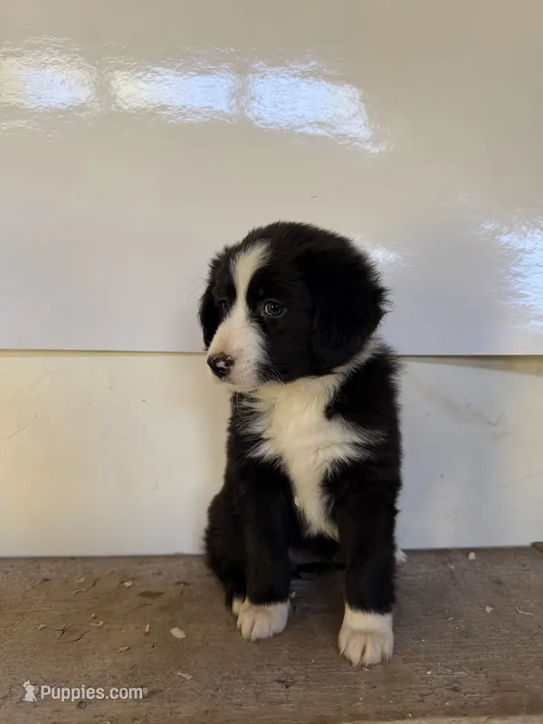 Pearl – Miniature Australian Shepherd puppy for sale in Bolivar, MO