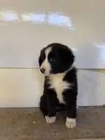 Pearl, a female Miniature Australian Shepherd for sale in Bolivar, MO – 1 of 3