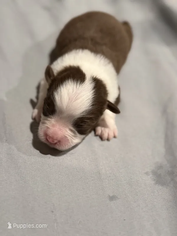 Lady – Miniature Australian Shepherd puppy for sale in Bolivar, MO