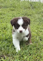 Lady, a female Miniature Australian Shepherd for sale in Bolivar, MO – 2 of 2