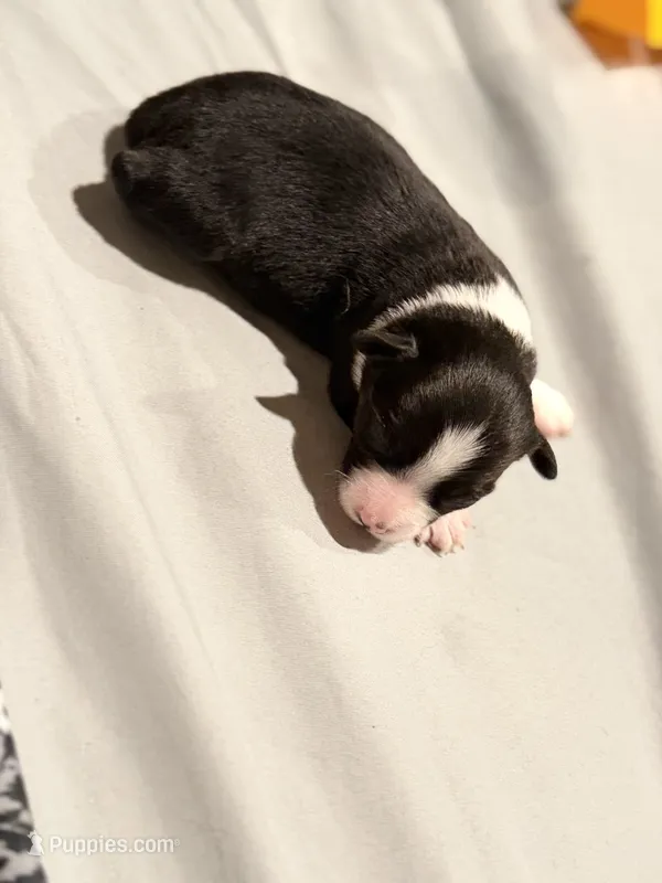 Sparkles – Miniature Australian Shepherd puppy for sale in Bolivar, MO