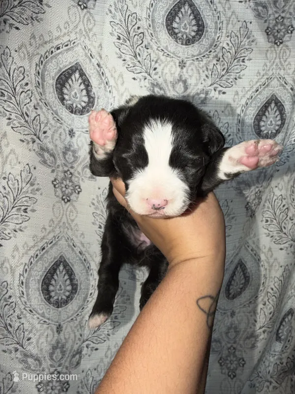 Pearl – Miniature Australian Shepherd puppy for sale in Bolivar, MO