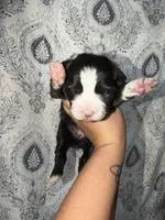 Pearl, a female Miniature Australian Shepherd for sale in Bolivar, MO – 1 of 2