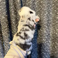 Layla, a female Miniature Australian Shepherd for sale in Bolivar, MO – Photo 6 of 6