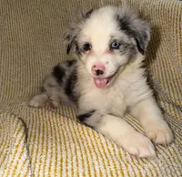 Layla, a female Miniature Australian Shepherd for sale in Bolivar, MO – Photo 2 of 6