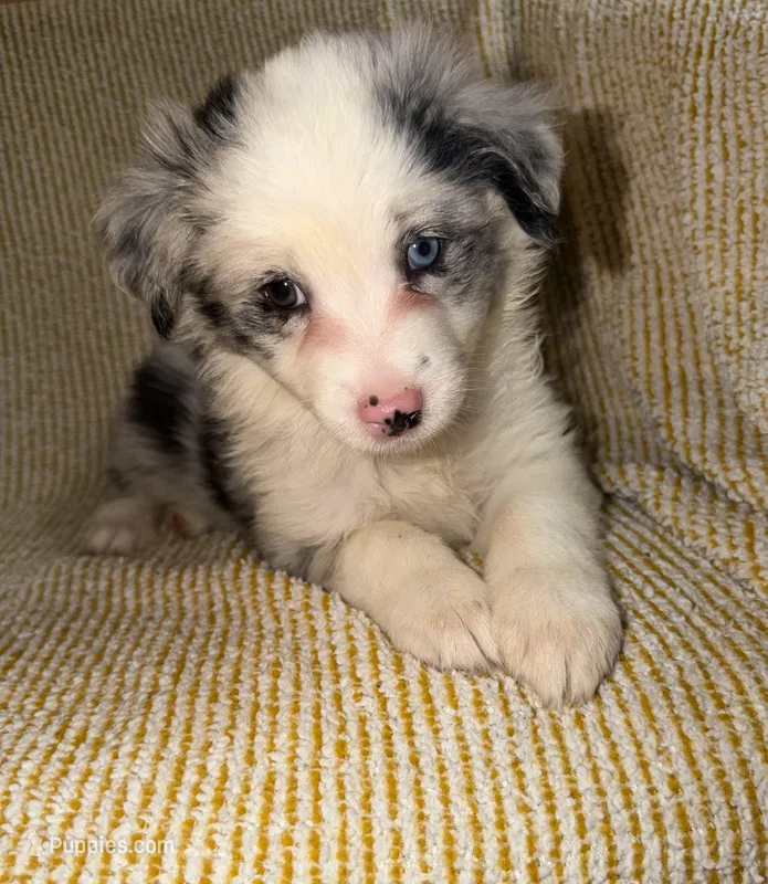 Layla – Miniature Australian Shepherd puppy for sale in Bolivar, MO