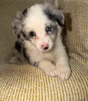 Layla, a female Miniature Australian Shepherd for sale in Bolivar, MO – Photo 1 of 6