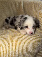 Layla, a female Miniature Australian Shepherd for sale in Bolivar, MO – Photo 3 of 6