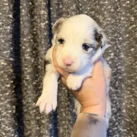 Layla, a female Miniature Australian Shepherd for sale in Bolivar, MO – Photo 5 of 6