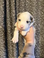 Layla, a female Miniature Australian Shepherd for sale in Bolivar, MO – Photo 1 of 2