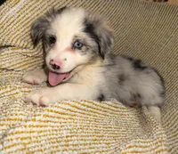 Layla, a female Miniature Australian Shepherd for sale in Bolivar, MO – Photo 4 of 6