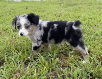 Glitter, a female Miniature Australian Shepherd for sale in Bolivar, MO – 3 of 3