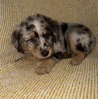 Poppy, a female Miniature Australian Shepherd for sale in Bolivar, MO – Photo 2 of 7