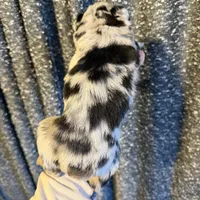 Poppy, a female Miniature Australian Shepherd for sale in Bolivar, MO – Photo 7 of 7