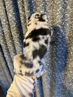 Poppy, a female Miniature Australian Shepherd for sale in Bolivar, MO – Photo 2 of 2