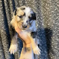 Poppy, a female Miniature Australian Shepherd for sale in Bolivar, MO – Photo 6 of 7