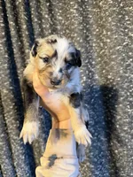 Poppy, a female Miniature Australian Shepherd for sale in Bolivar, MO – Photo 1 of 2