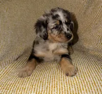 Poppy, a female Miniature Australian Shepherd for sale in Bolivar, MO – Photo 4 of 7