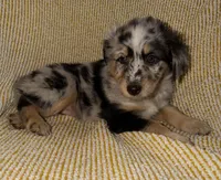 Poppy, a female Miniature Australian Shepherd for sale in Bolivar, MO – Photo 3 of 7