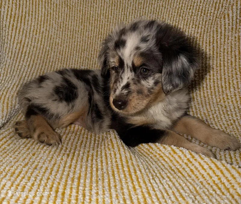 Poppy – Miniature Australian Shepherd puppy for sale in Bolivar, MO
