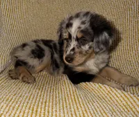 Poppy, a female Miniature Australian Shepherd for sale in Bolivar, MO – Photo 1 of 7