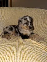 Poppy, a female Miniature Australian Shepherd for sale in Bolivar, MO – Photo 5 of 7