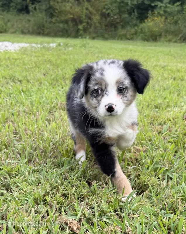 Glitter – Miniature Australian Shepherd puppy for sale in Bolivar, MO