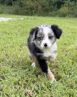 Glitter, a female Miniature Australian Shepherd for sale in Bolivar, MO – 1 of 3