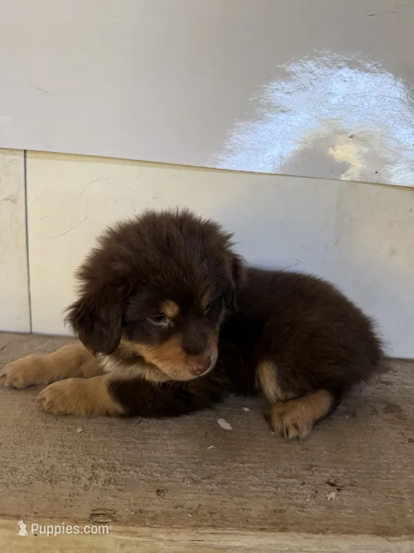 Ethel – Miniature Australian Shepherd puppy for sale in Bolivar, MO