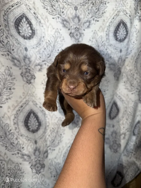 Ethel – Miniature Australian Shepherd puppy for sale in Bolivar, MO