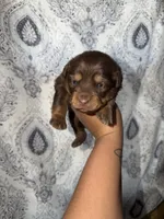 Ethel, a female Miniature Australian Shepherd for sale in Bolivar, MO – 1 of 2