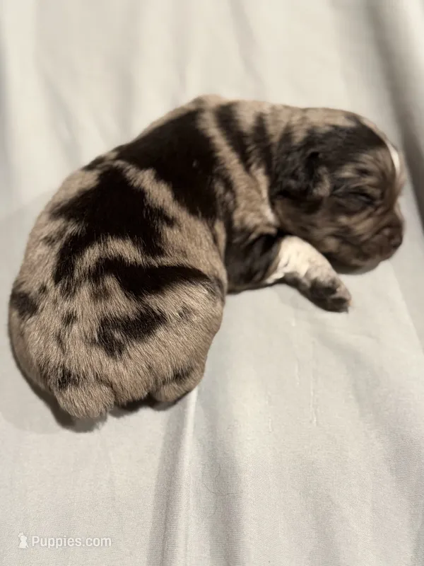 Diamond – Miniature Australian Shepherd puppy for sale in Bolivar, MO
