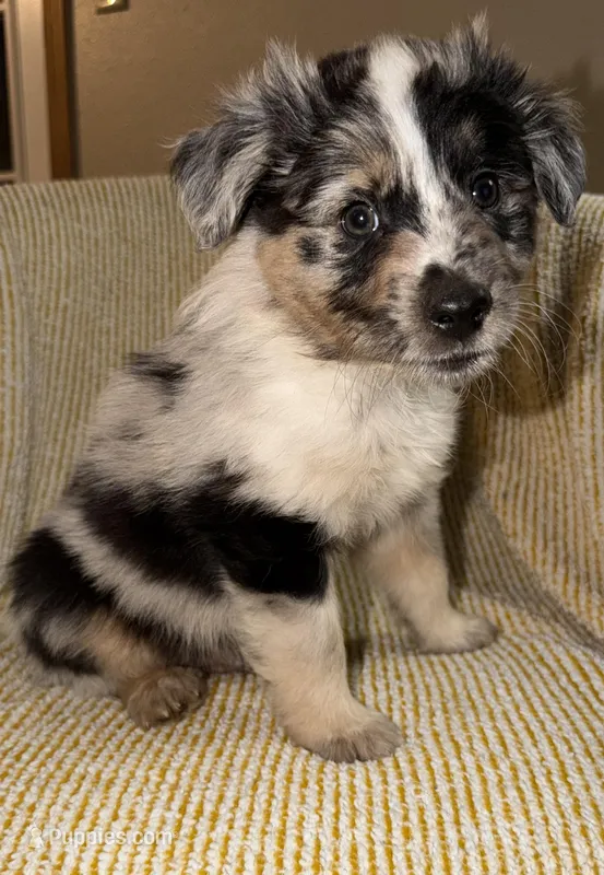 Maddox – Miniature Australian Shepherd puppy for sale in Bolivar, MO